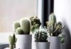 窗台养 plant secrets，如何选择适合的绿色植物提升室内气场
