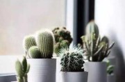 窗台养 plant secrets，如何选择适合的绿色植物提升室内气场