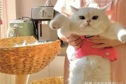 带着算命概念的猫咪特效药，真的存在吗？