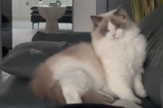 夜晚猫被压死预兆解梦，解析梦境中的猫被压死象征意义