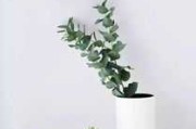 茶座，摆放物品的讲究与
