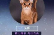 十二星座，配什么猫？