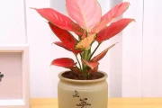 家庭养花与吉利，让家更美好