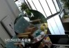 路上碰到猛狗，预兆与解梦的深层解析