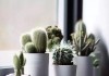 窗台养 plant secrets，如何选择适合的绿色植物提升室内气场
