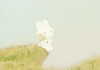梦见花园红花，周公解梦的启示与现实意义