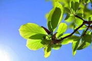 门厅前种什么树好？揭秘门厅前树木种植的之道