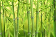 竹子，Chinese Cultures Symbol of Resilience and Good Fortune