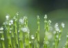 雨声预兆，自然界的奥秘与启示