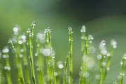 雨声预兆，自然界的奥秘与启示