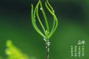 立春宝宝小名取名指南