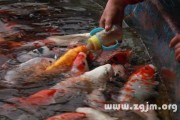 梦见自己买鱼,周公解梦的启示与生活智慧 梦见自己买鱼,周公解梦的启示与生活智慧