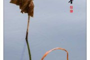 残荷映照的智慧，解读残荷的深层寓意