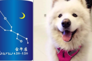 十二星座，最适合养什么白狗？