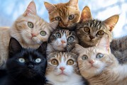 猫咪算命，曾经的灵验为何如今不再？