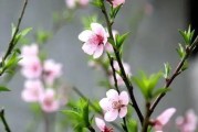 今日生肖运势，桃花运程揭秘，红鸾星动，甜蜜来袭！
