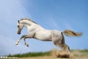 白马双 kick，解读梦境中的象征意义