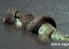 梦见追赶龙蛇，预兆与解梦的深层解析