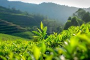 茶树挂灯笼,讲究与选择建议 茶树挂灯笼,讲究与选择建议