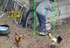 家中鸡打架吉凶，解读鸡群和谐的关键因素