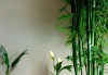 卧室放什么植物，助感情和事业的绿色象征