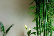 卧室放什么植物，助感情和事业的绿色象征
