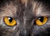 猫眼，解读生活中的隐喻与象征