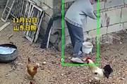 家中鸡打架吉凶，解读鸡群和谐的关键因素
