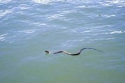 水里遇大蛇，预兆与解梦解析