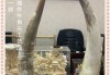 牛角辟邪，招财还是凶兆？吉凶全解析