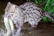 梦到钓鱼死猫的寓意，周公解梦揭示神秘象征