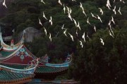 南普陀寺求签流程图示片，规范与的力量