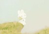 梦见花园红花，周公解梦的启示与现实意义