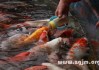 周公解梦，梦见鱼的含义与象征