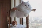 屋内养猫，禁忌与注意事项