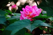 芙蓉寺，求签的历史与现状