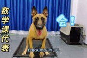 揭秘神奇，为什么狗子会算命？