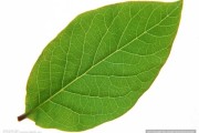 叶子名字，隐藏在植物中的吉凶密码