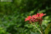 1996年生肖鼠运势详解，财富事业双丰收，感情生活和谐美满