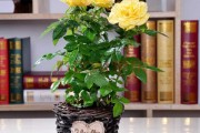 家居必备，这些植物插家里，庆又旺运！