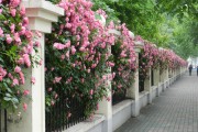 南墙养花讲究，花与墙的和谐之道