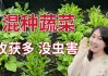家庭种菜讲究，科学与艺术的结合