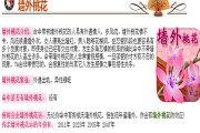 八字测算，没有桃花运的你，为何难以遇到真爱？