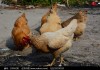 家中养鸡鸭，吉凶与生活智慧