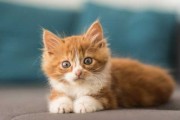 小猫的宝宝起名攻略，创意，为猫咪宝宝取一个美好名字