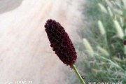 十二星座，的花儿，哪一朵最适合你？
