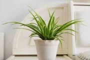 室内养花讲究，让家更美好