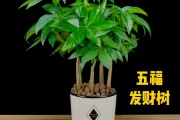 门厅秘籍，这些花卉助你招财进宝，连连