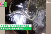 洗手时遇见蛇，揭秘洗手看见蛇的预兆与解梦奥秘