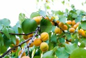杏树之位，揭秘杏树的最佳种植位置与讲究